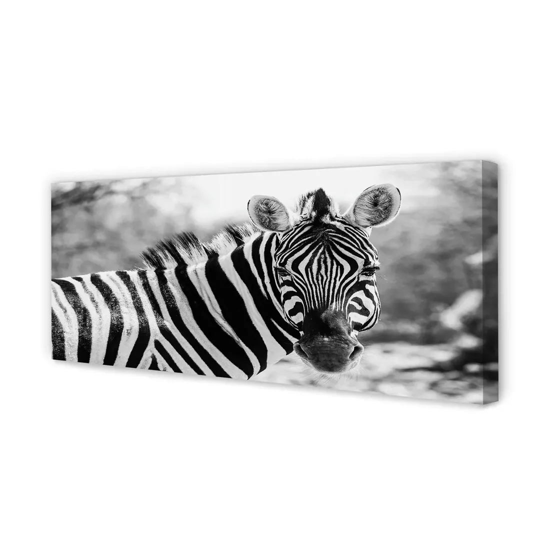 wydruk-na-plotnie-canvas-retro-zebra-125x50-cm