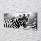 wydruk-na-plotnie-canvas-retro-zebra-125x50-cm-stan-nowy