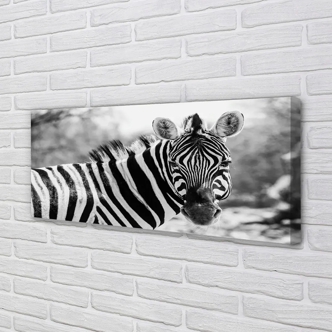 wydruk-na-plotnie-canvas-retro-zebra-125x50-cm-stan-nowy
