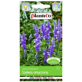 szalwia-omaczona-niebiesko-fioletowa-nasiona-02g-plantico-205