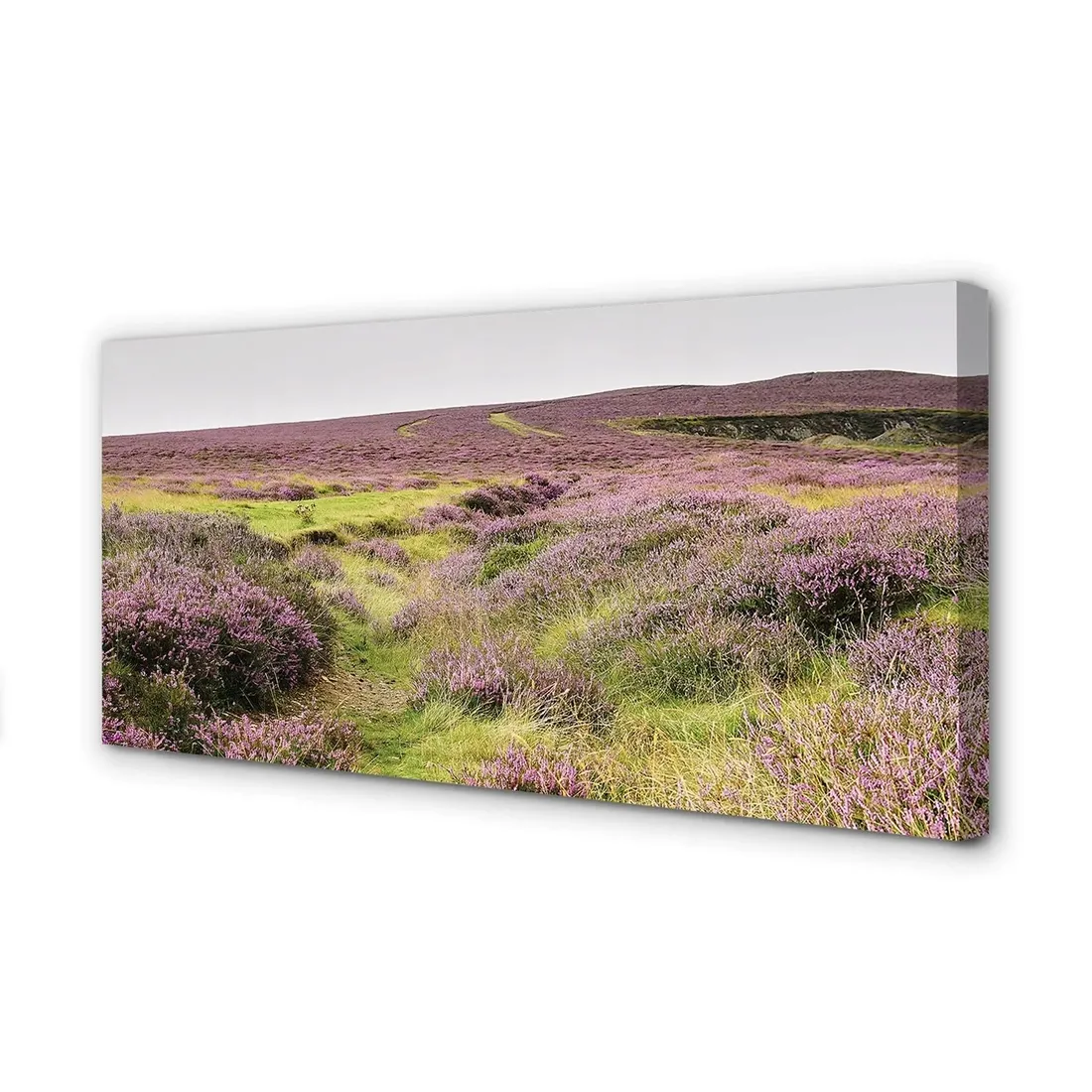 wydruk-na-plotnie-canvas-pole-wrzosy-140x70-cm