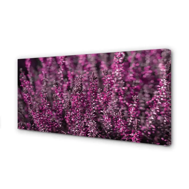 wydruk-na-plotnie-canvas-pole-wrzosy-140x70-cm