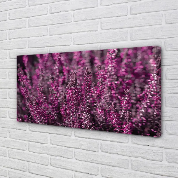 wydruk-na-plotnie-canvas-pole-wrzosy-140x70-cm-stan-nowy
