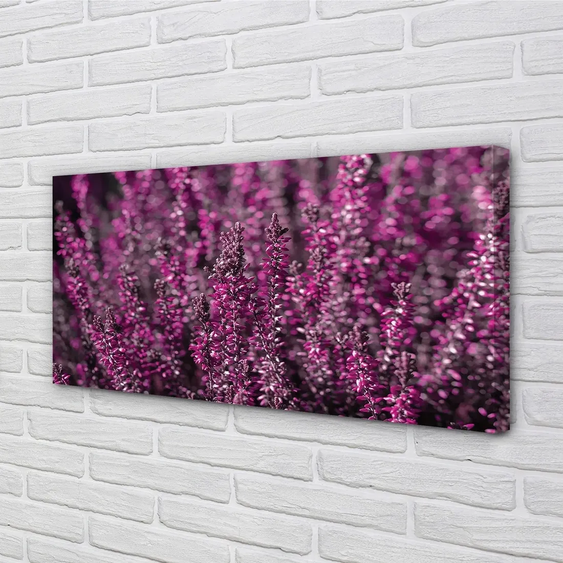 wydruk-na-plotnie-canvas-pole-wrzosy-140x70-cm-stan-nowy