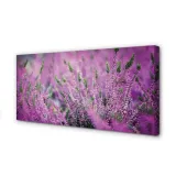 wydruk-na-plotnie-canvas-pole-wrzosy-140x70-cm