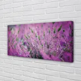 wydruk-na-plotnie-canvas-pole-wrzosy-140x70-cm-stan-nowy