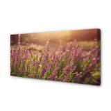 wydruk-na-plotnie-canvas-wrzosy-pole-140x70-cm
