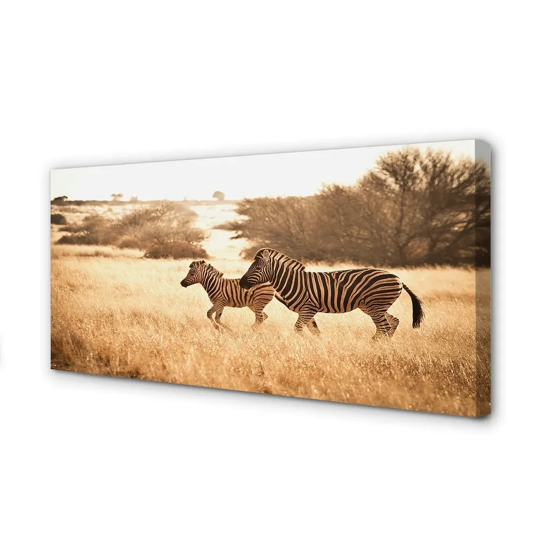 obraz-na-plotnie-zebra-pole-zachod-slonca-140x70