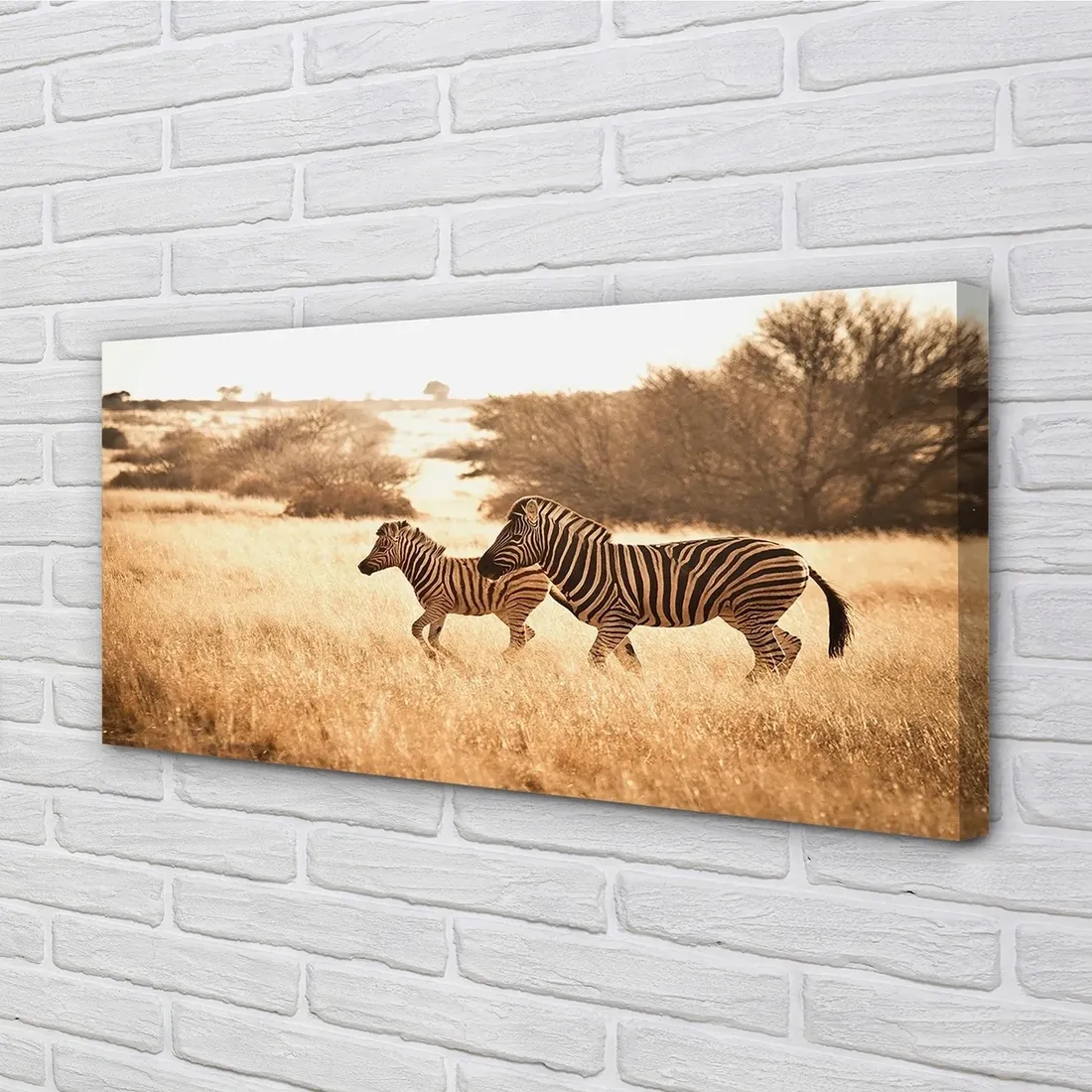 obraz-na-plotnie-zebra-pole-zachod-slonca-140x70-stan-nowy