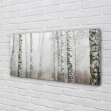 wydruk-na-plotnie-canvas-mgla-brzozy-120x60-cm-stan-nowy