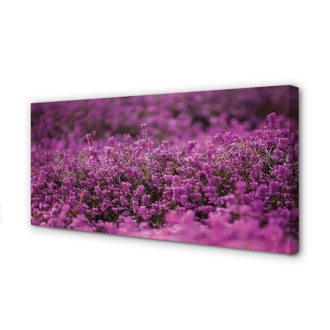 wydruk-na-plotnie-canvas-pole-wrzosy-120x60-cm