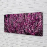 wydruk-na-plotnie-canvas-pole-wrzosy-120x60-cm-stan-nowy