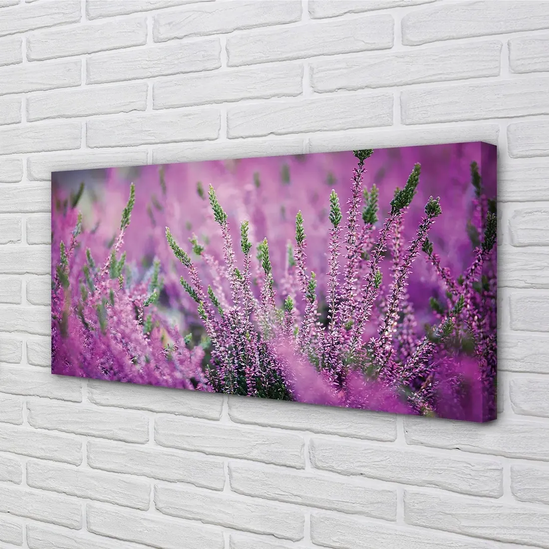 wydruk-na-plotnie-canvas-pole-wrzosy-120x60-cm-stan-nowy