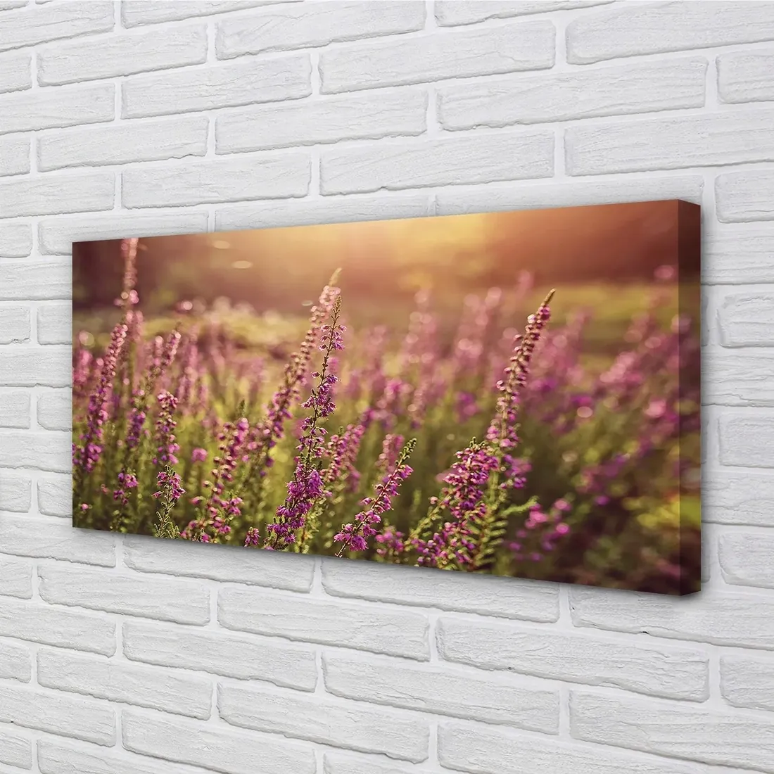 wydruk-na-plotnie-canvas-wrzosy-pole-120x60-cm-stan-nowy
