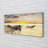 obraz-na-plotnie-zebry-pole-zachod-slonca-120x60-stan-nowy