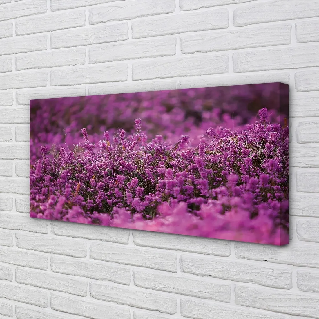 wydruk-na-plotnie-canvas-pole-wrzosy-100x50-cm-stan-nowy