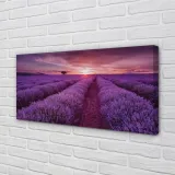 wydruk-na-plotnie-canvas-pole-wrzosy-100x50-cm-stan-nowy