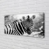 wydruk-na-plotnie-canvas-retro-zebra-100x50-cm-stan-nowy