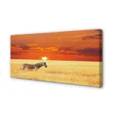 obraz-na-plotnie-zebra-pole-zachod-slonca-100x50