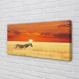 obraz-na-plotnie-zebra-pole-zachod-slonca-100x50-stan-nowy