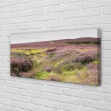 wydruk-na-plotnie-canvas-pole-wrzosy-100x50-cm-stan-nowy