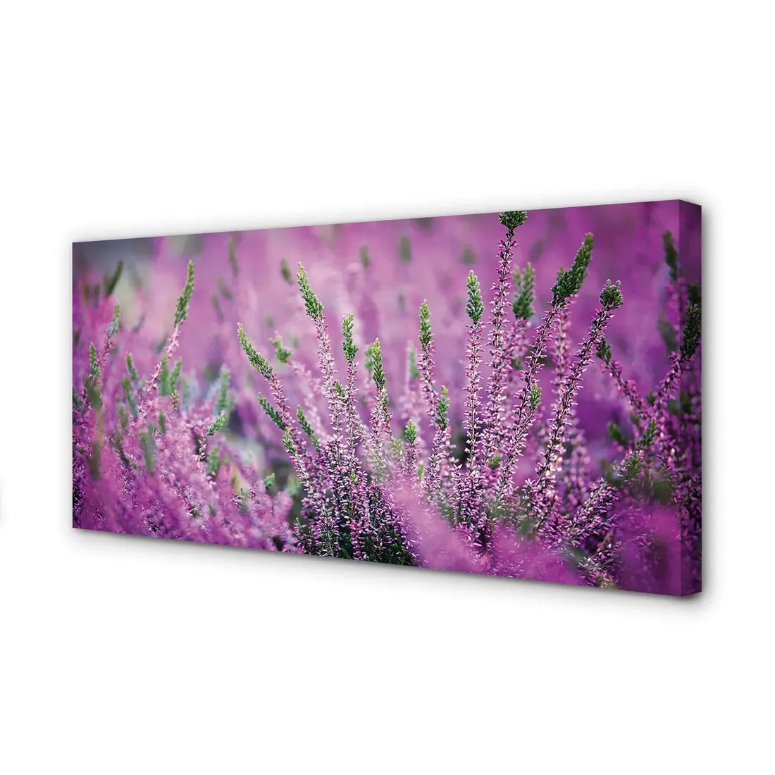wydruk-na-plotnie-canvas-pole-wrzosy-100x50-cm