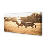 obraz-na-plotnie-zebra-pole-zachod-slonca-100x50