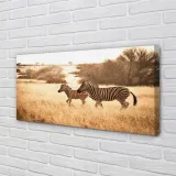 obraz-na-plotnie-zebra-pole-zachod-slonca-100x50-stan-nowy