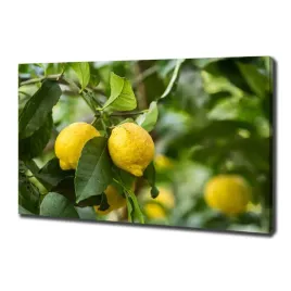 foto-obraz-na-plotnie-cytryny-na-drzewie-100x70-cm