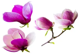 tapeta-flizelinowa-kwiaty-magnolii-152x104