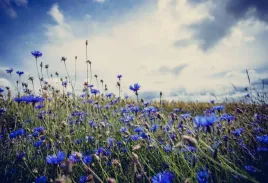 tapeta-flizelinowa-chabry-104x70