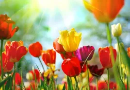 tapeta-flizelinowa-kwiaty-tulipany-152x104