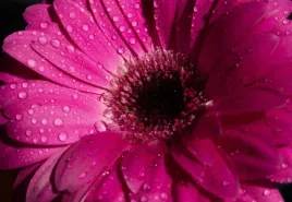 tapeta-flizelinowa-gerbera-fioletowy-152x104