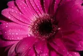 tapeta-flizelinowa-gerbera-fioletowy-104x70
