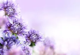 tapeta-flizelinowa-fioletowe-kwiaty-152x104