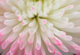 tapeta-flizelinowa-bialy-aster-104x70