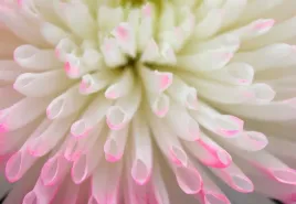 tapeta-flizelinowa-bialy-aster-152x104