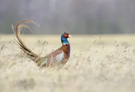tapeta-flizelinowa-bazant-104x70