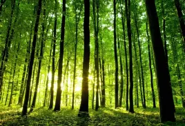 fototapeta-flizelinowa-zielony-las-104x70