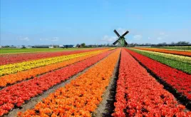 fototapeta-flizelinowa-wiatrak-tulipany-416x254
