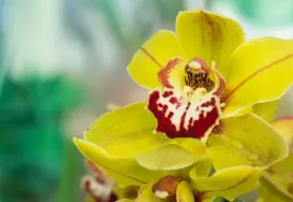 tapeta-flizelinowa-zolta-orchidea-152x104