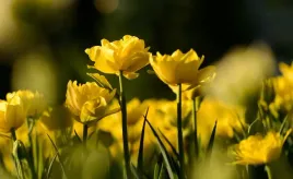 tapeta-flizelinowa-tulipan-zolty-416x254