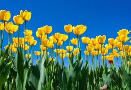 tapeta-flizelinowa-tulipany-kwiaty-152x104