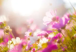 tapeta-flizelinowa-stokrotki-kwiaty-104x70