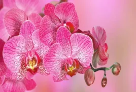tapeta-flizelinowa-rozowy-orchidea-104x70