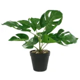 monstera-w-doniczce-11-x-30cm