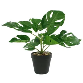 monstera-w-doniczce-11-x-30cm