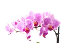 tapeta-flizelinowa-rozowa-orchidea-104x70