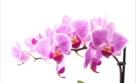 tapeta-flizelinowa-rozowa-orchidea-416x254