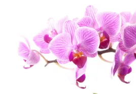 tapeta-flizelinowa-rozowa-orchidea-152x104